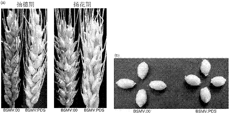 Target gene silencing method for wheatears and grains mediated through recombination barley streak mosaic virus
