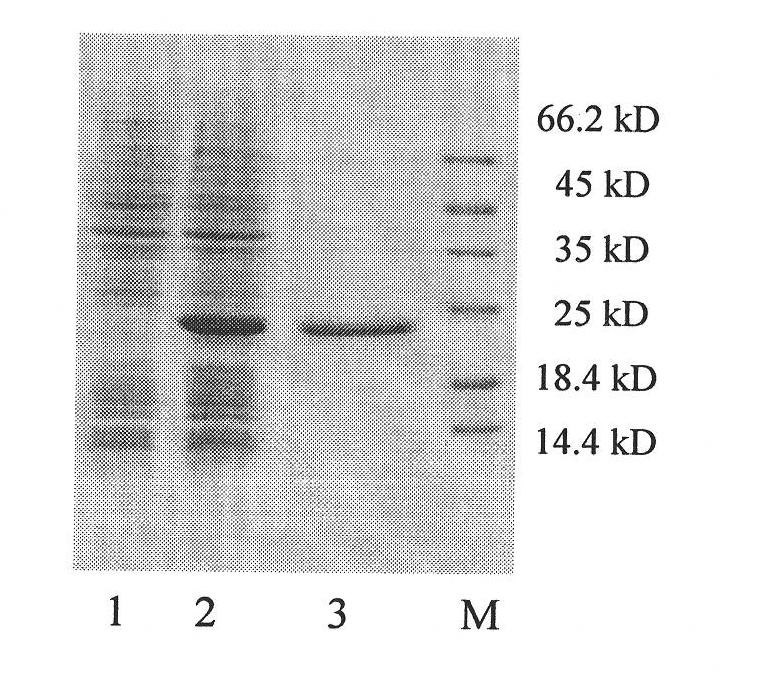 Fenneropenaeus chinensis ubiquitin-conjugating enzyme gene and ubiquitin-conjugating enzyme coded by same and application
