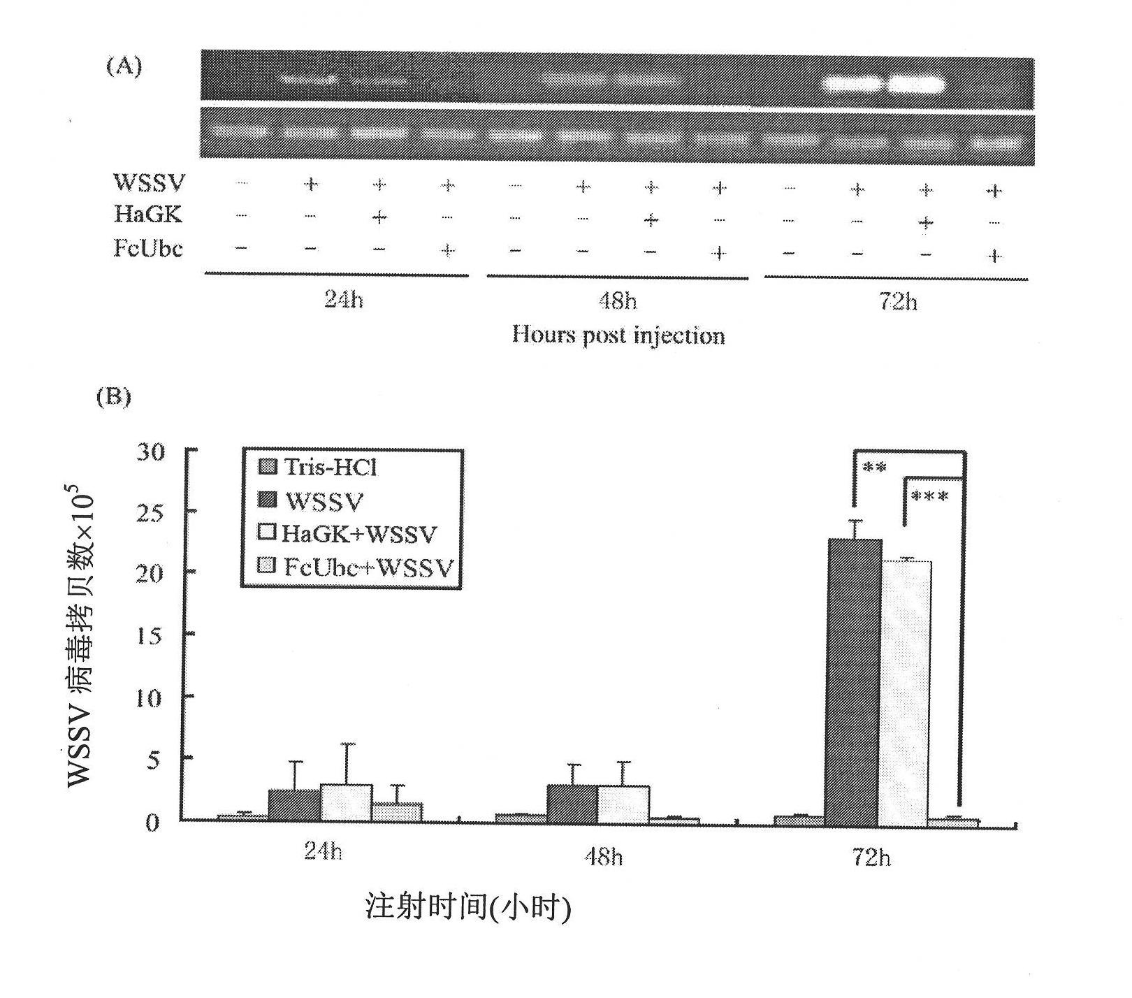Fenneropenaeus chinensis ubiquitin-conjugating enzyme gene and ubiquitin-conjugating enzyme coded by same and application