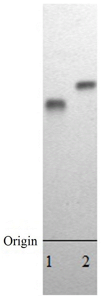 A kind of high-purity japonicus japonicus glycosaminoglycan and its preparation method and application