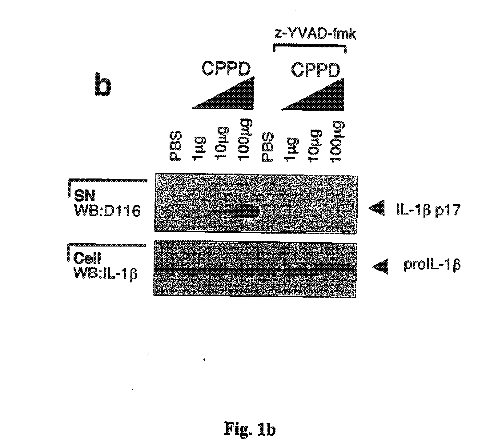Method for the treatment of gout or pseudogout