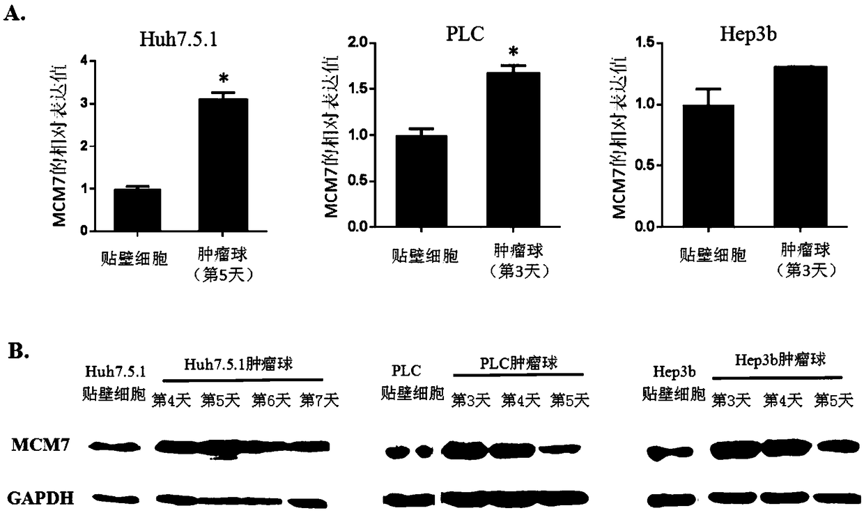 Purpose of reagent in preparing medicine, interference fragments, method for inhibiting self-renewal of liver cancer tumor stem cells, and liver cancer treatment drug