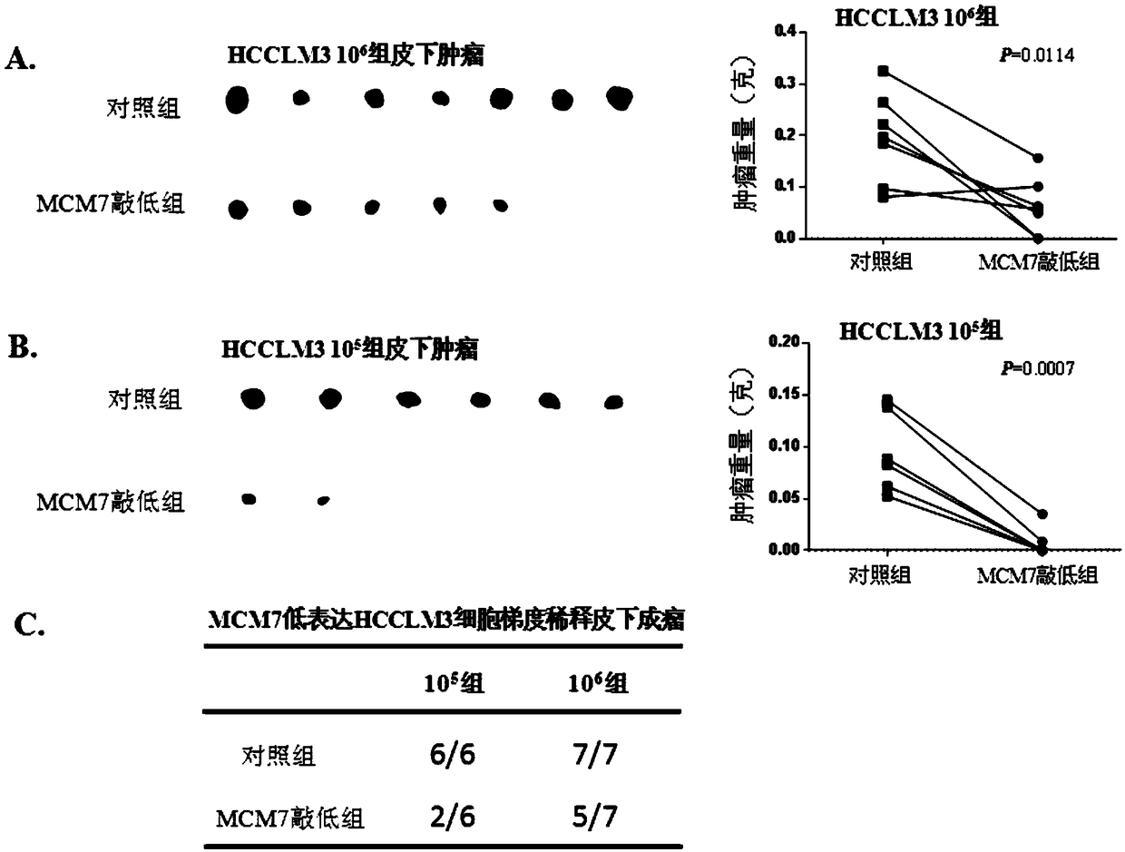 Purpose of reagent in preparing medicine, interference fragments, method for inhibiting self-renewal of liver cancer tumor stem cells, and liver cancer treatment drug