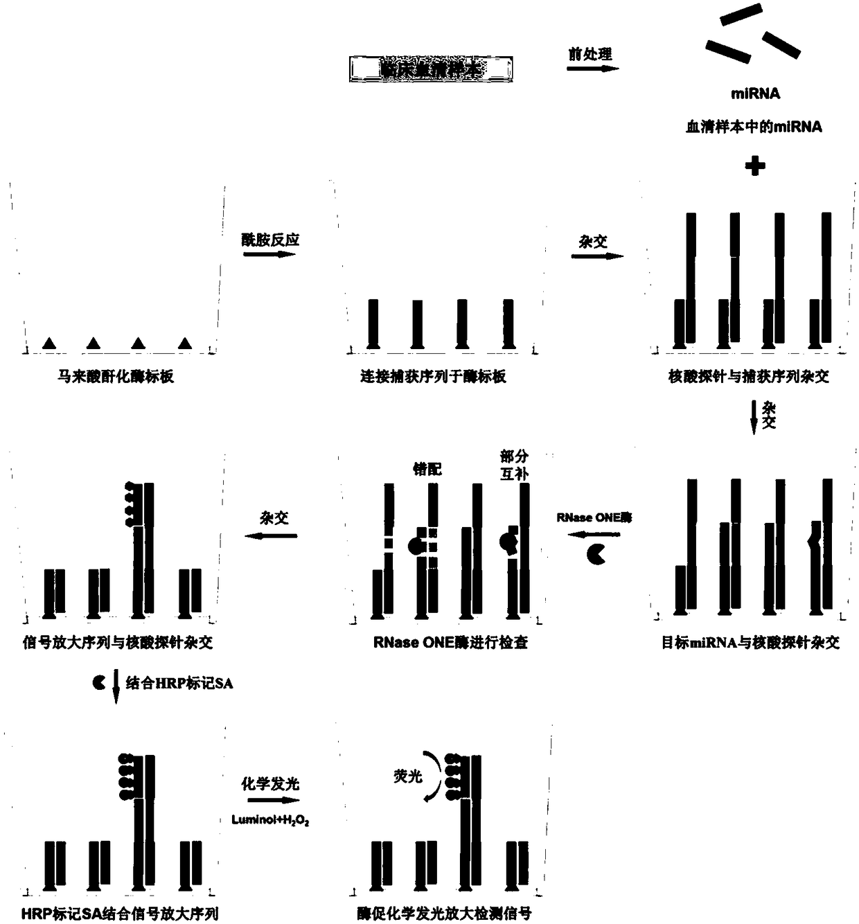 Method for quantitatively assaying serum miRNA by utilizing RNase ONE nuclease and chemiluminescence technology