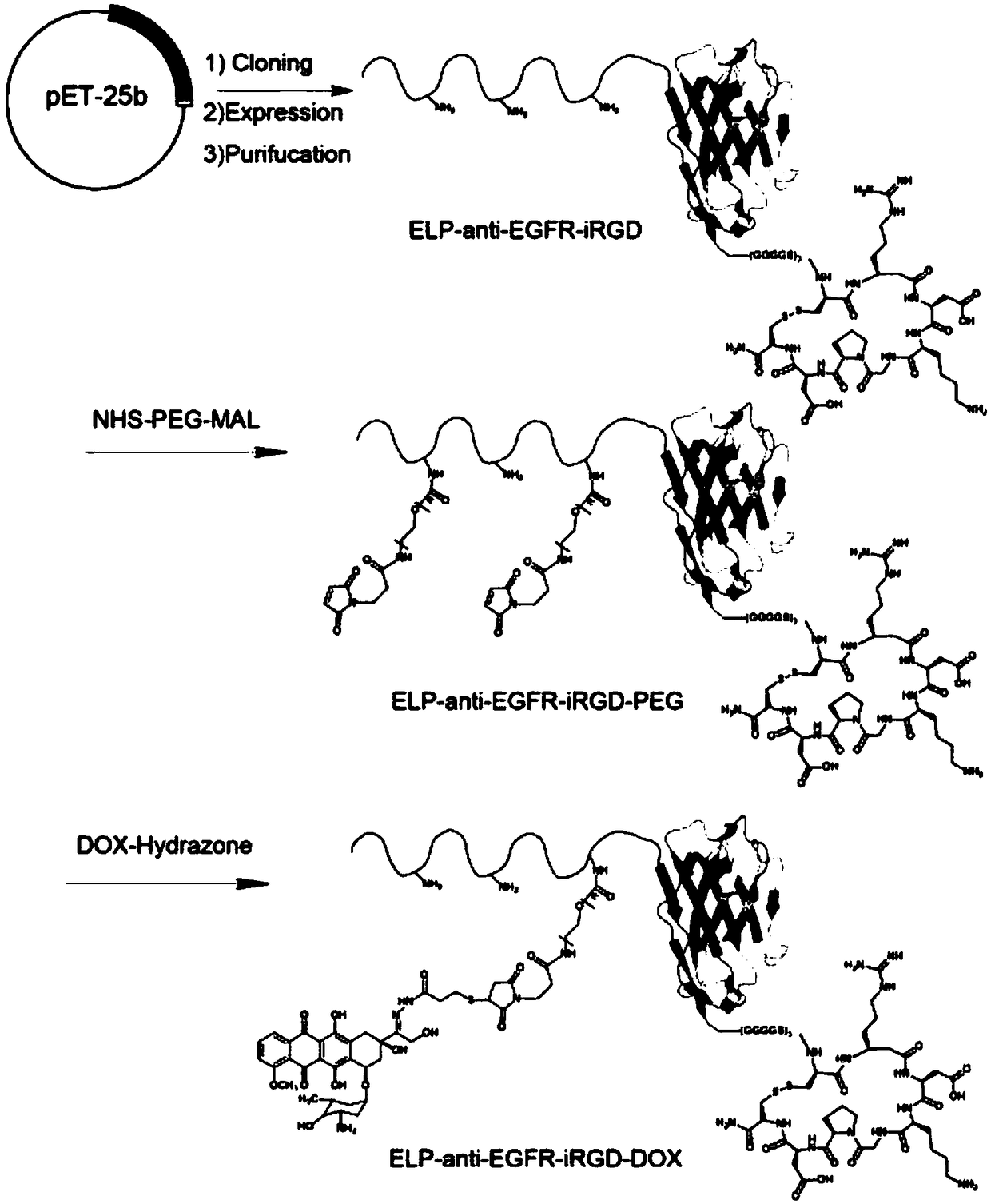 Preparation method and application of conjugate of doxorubicin and double-targeting elastin-like polypeptide/anti-EGFR nanometer antibody/iRGD fusion protein