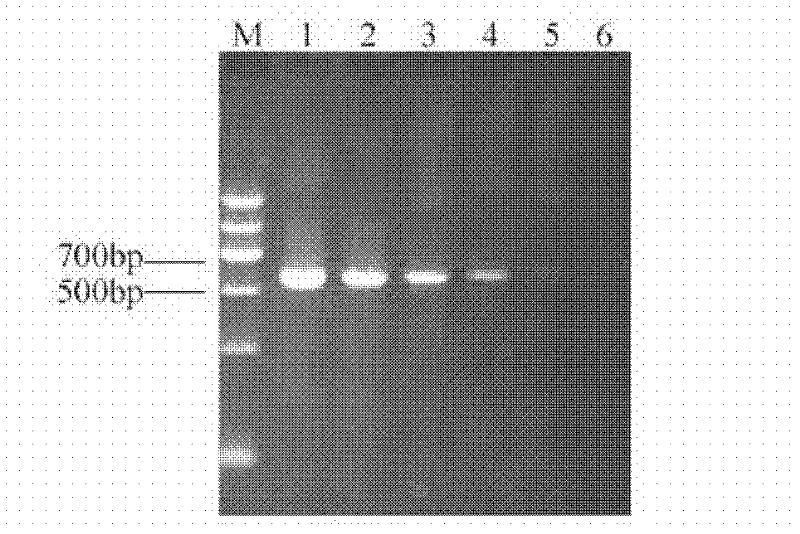 Primers for detecting sugarcane rust and detection method thereof