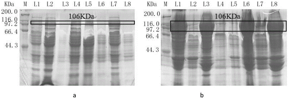 Method for improving expression level of trehalose synthase gene by molecular chaperone co-expression