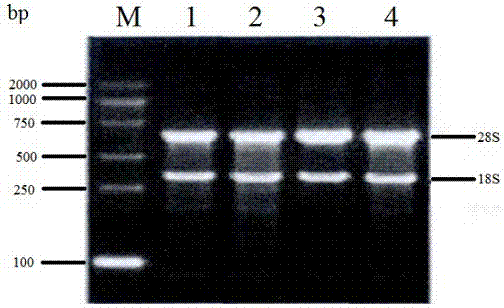 Primers, method and kit for detecting expression amount of chicken FAM134B gene