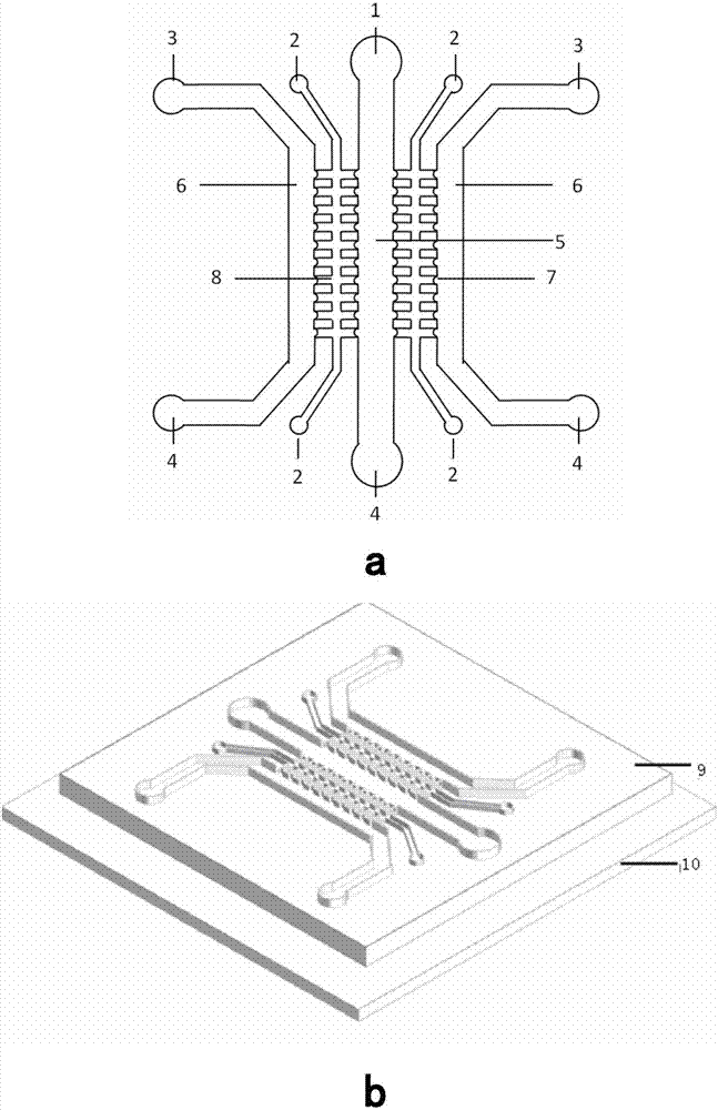 Construction method of in-vitro diabetes mellitus glomerulus model based on micro-fluidic chip