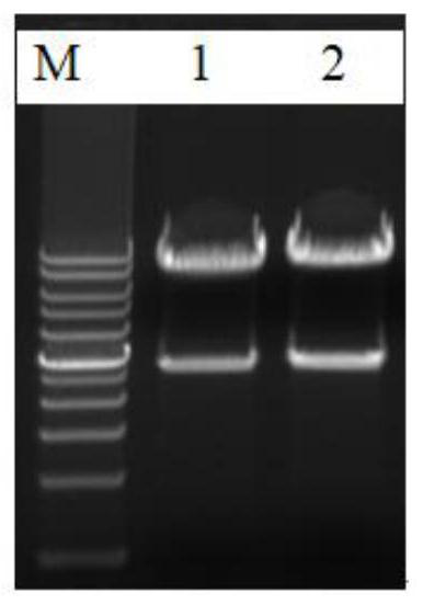 Foot-and-mouth disease O-type PanAsia-2 pedigree reserve vaccine strain as well as construction method and application thereof