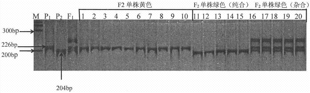 Molecular marker method of cucumber spire etiolation gene