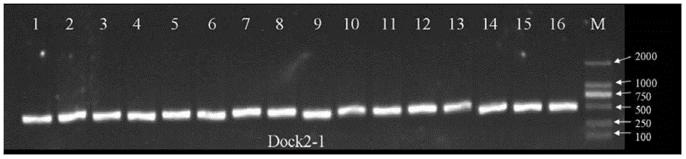 Primers and method for detecting polymorphic hotspot mutation condition of DOCK2 gene