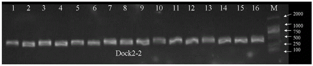 Primers and method for detecting polymorphic hotspot mutation condition of DOCK2 gene