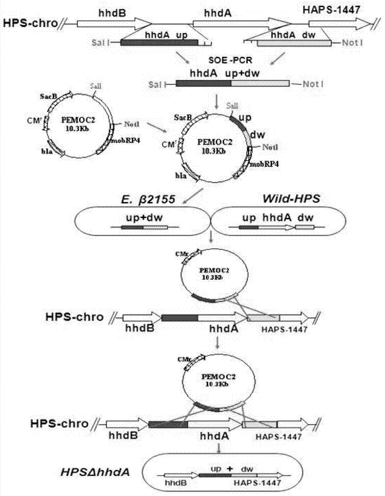 Haemophilus parasuis engineering strain with hhdA gene deletion and without resistance maker and construction method thereof