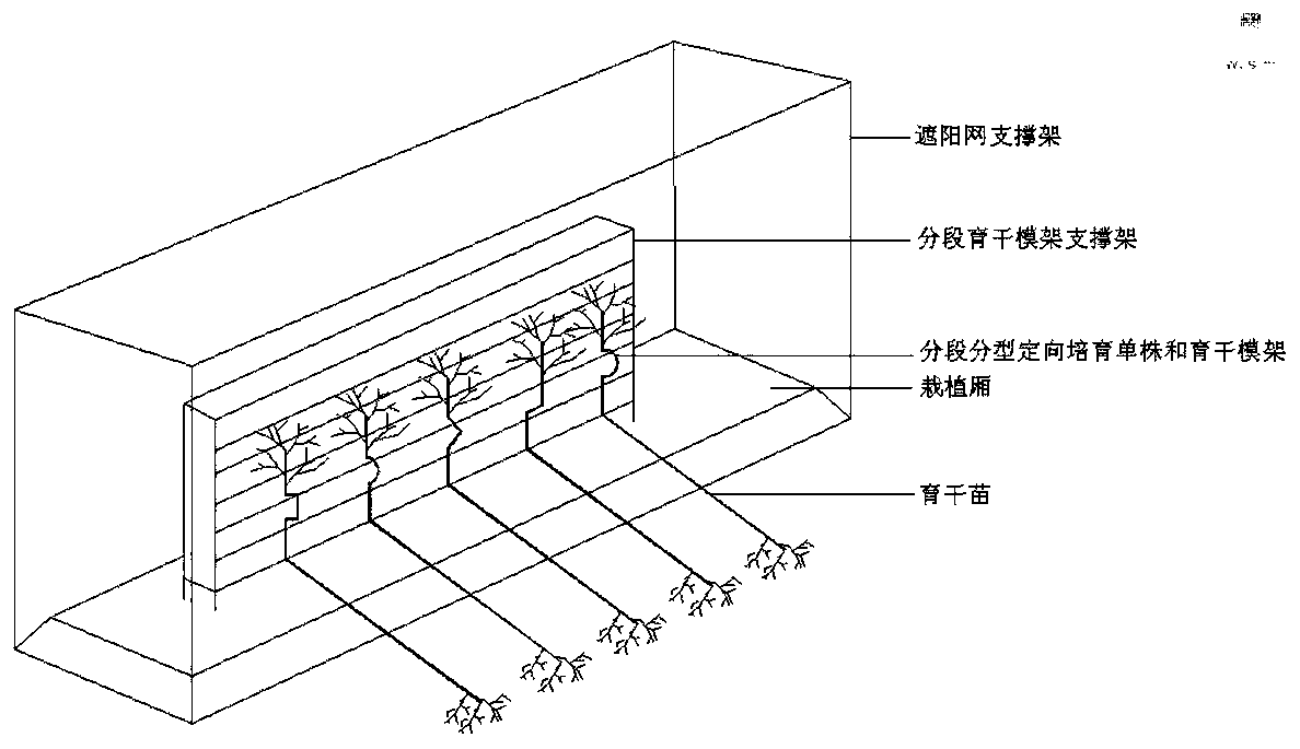 L-shaped geometrical-ring single tree trunk artistic-modeling cultivation method for lagerstroemia plants