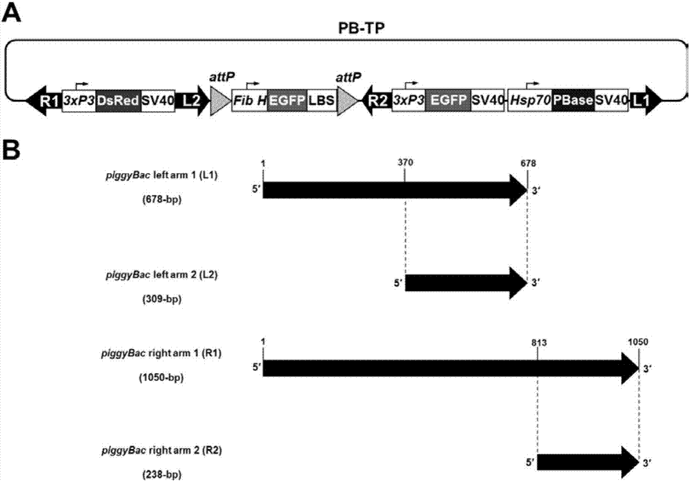 Composite piggybac recombinant vector and its preparation method and application