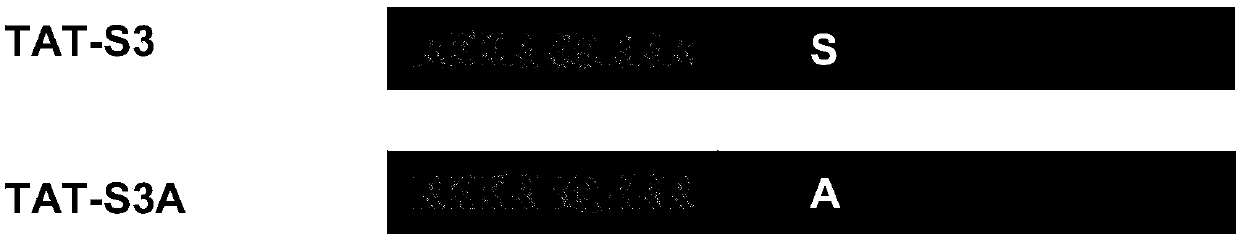 Transmembrane polypeptide with analgesic effect