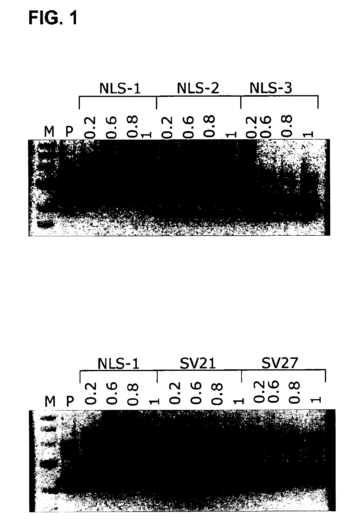 Nuclear transport agent and method for producing said agent