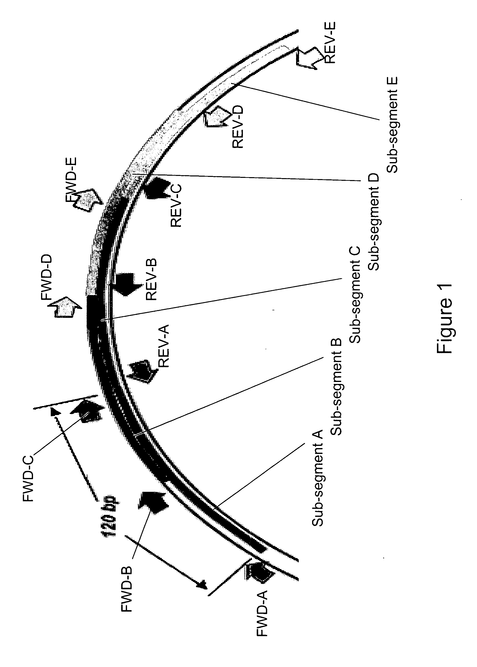 Methods for rapid identification and quantitation of nucleic acid variants