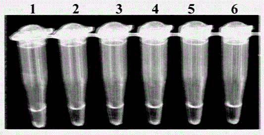 Primers for detection of melon bacterial fruit spot pathogen lamp