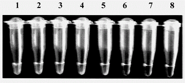 Primers for detection of melon bacterial fruit spot pathogen lamp