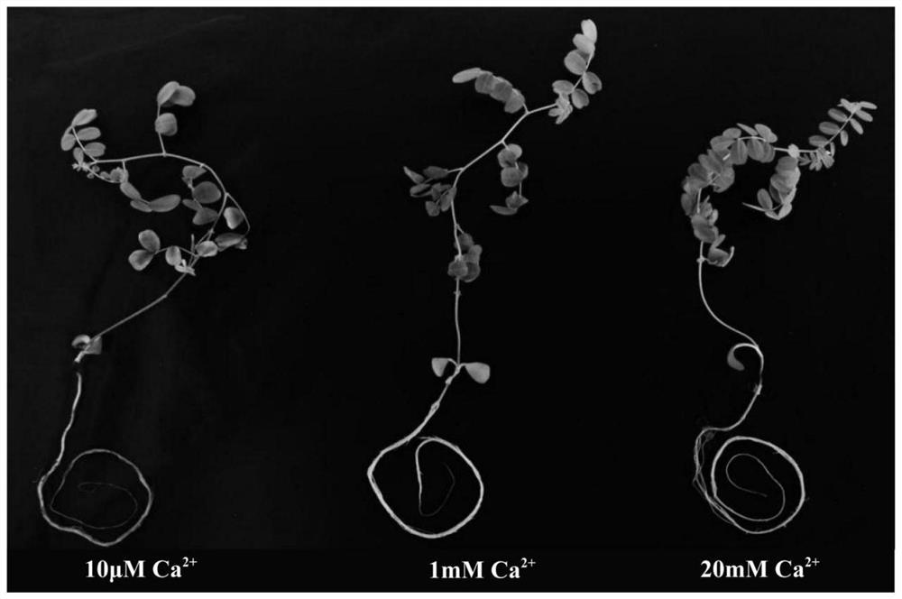 Hydroponic Solution And Cultivation Method Of High-quality Astragalus ...