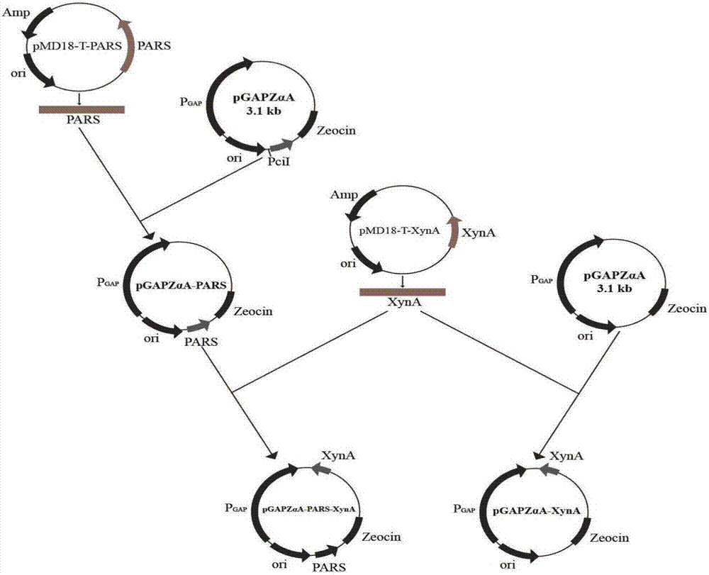 Pichia yeast recombinant bacteria for expressing Streptomyces sp. FA1 (fertilization antigen 1) source xylanase