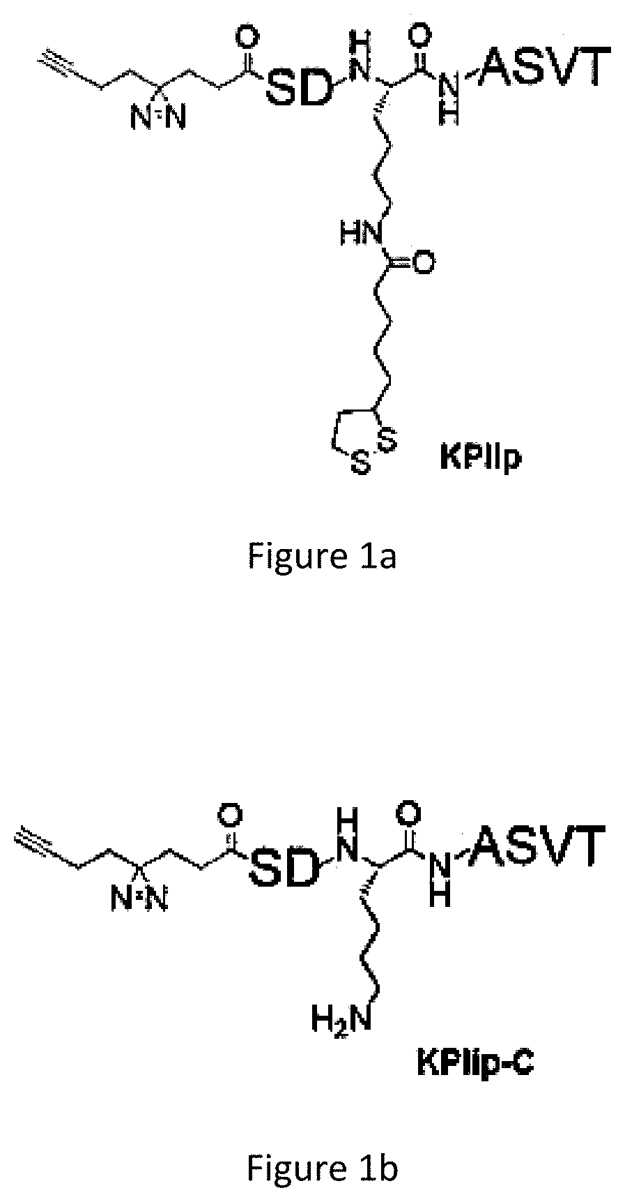Compound and a method for identifying a protein using said compound