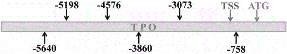 saRNA molecules of TPO genes and application of saRNA molecules