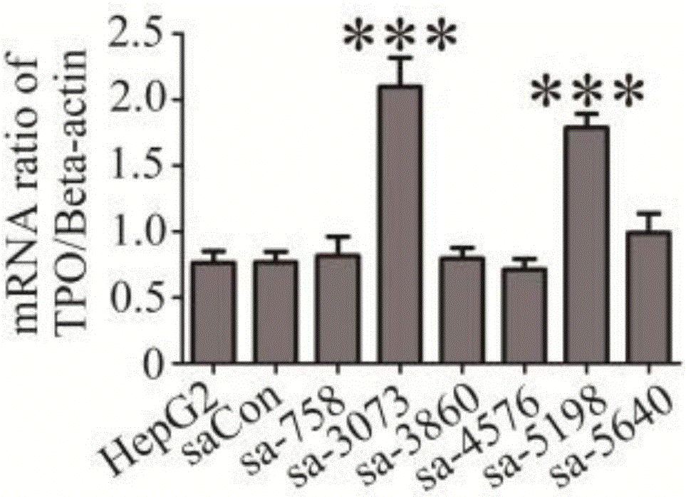 saRNA molecules of TPO genes and application of saRNA molecules