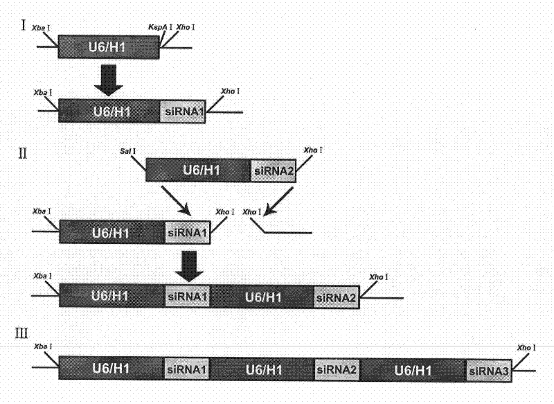 Method for constructing tandem expression small interfering RNA recombinant lentiviral vector