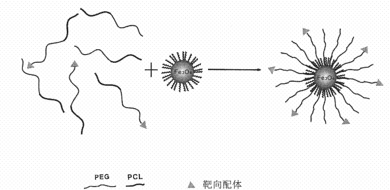 Method for preparing high magnetic resonance sensitivity ferroferric oxide nano-particle with tumor-targeting function