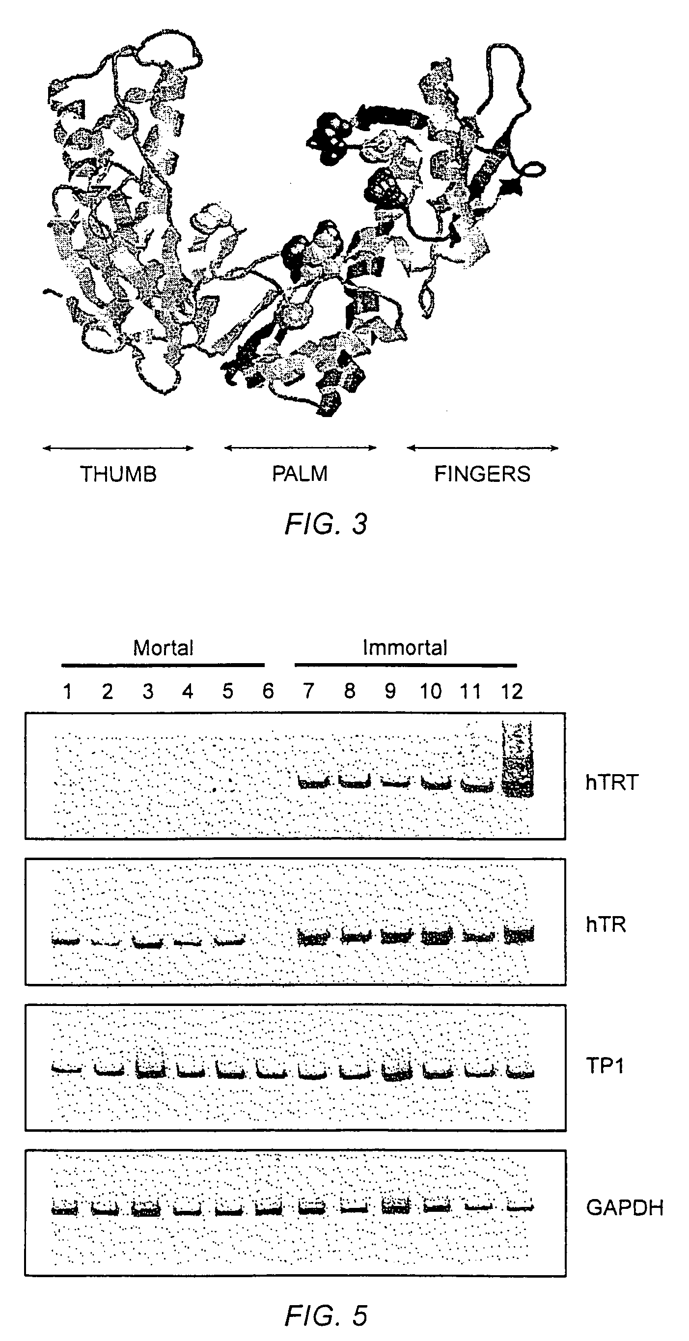 Nucleic acids encoding human telomerase reverse transcriptase and related homologs