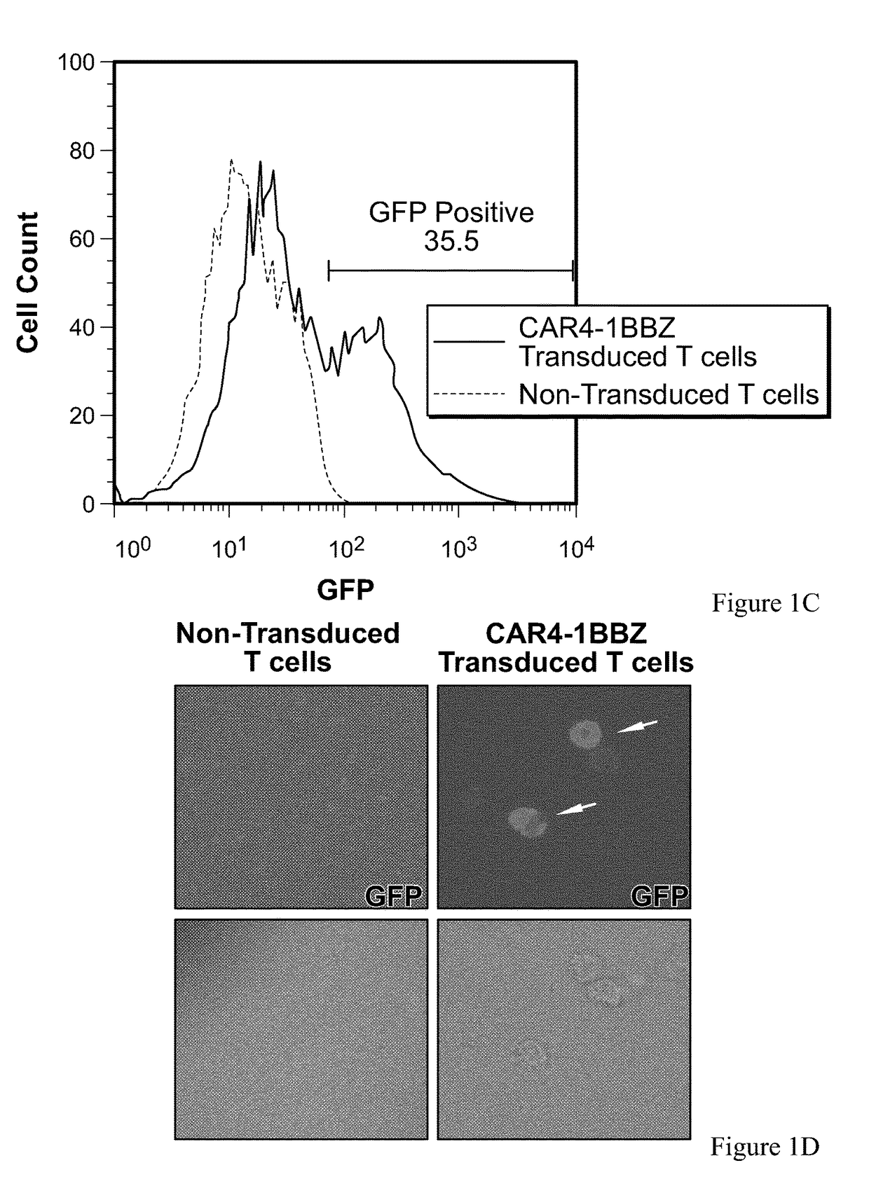 Chimeric antigen receptor-expressing t cells as Anti-cancer therapeutics