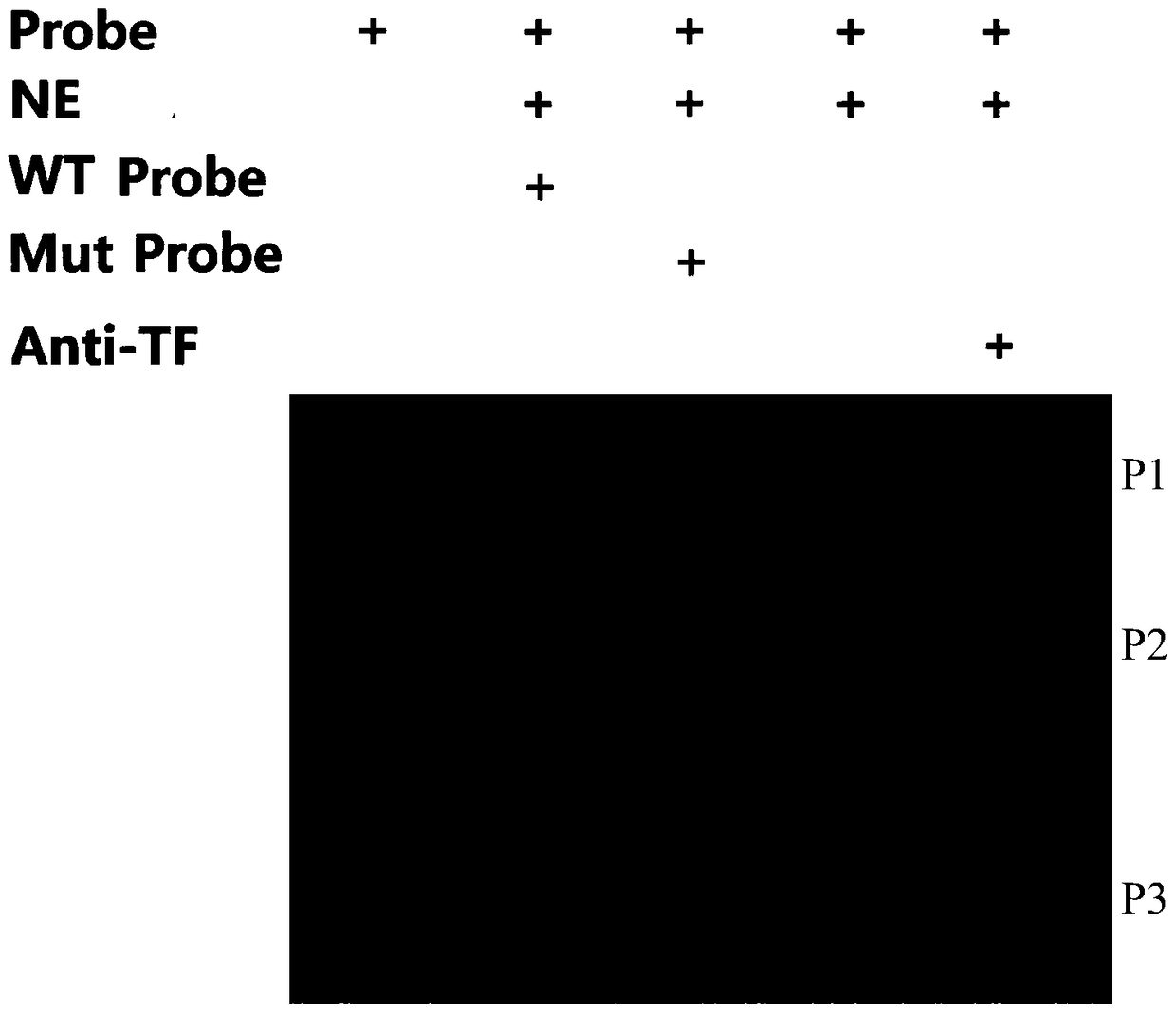 A kind of emsa method and its probe and the preparation method of the probe