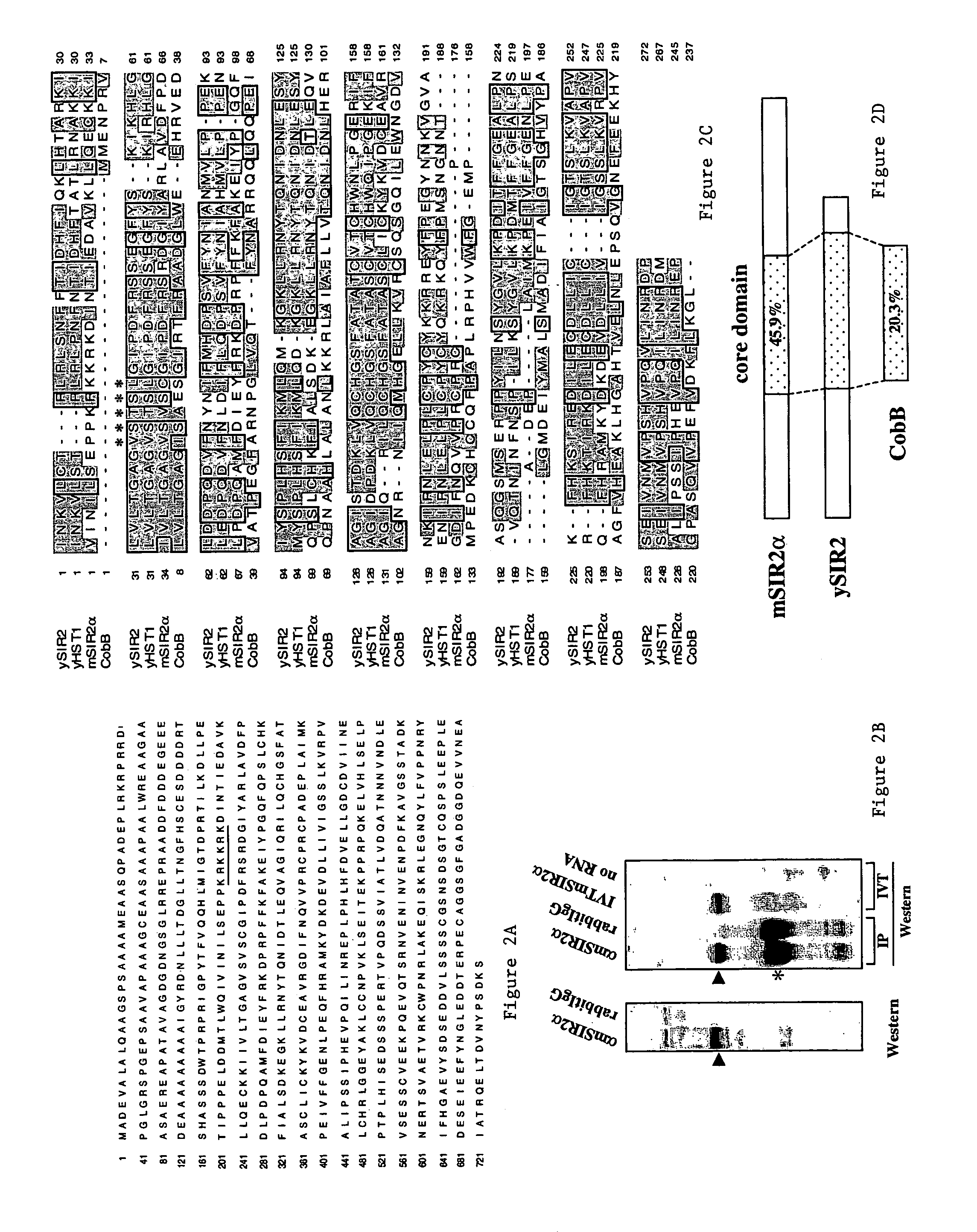 Methods for identifying agents that alter NAD-dependent deacetylation activity of a SIR2 protein