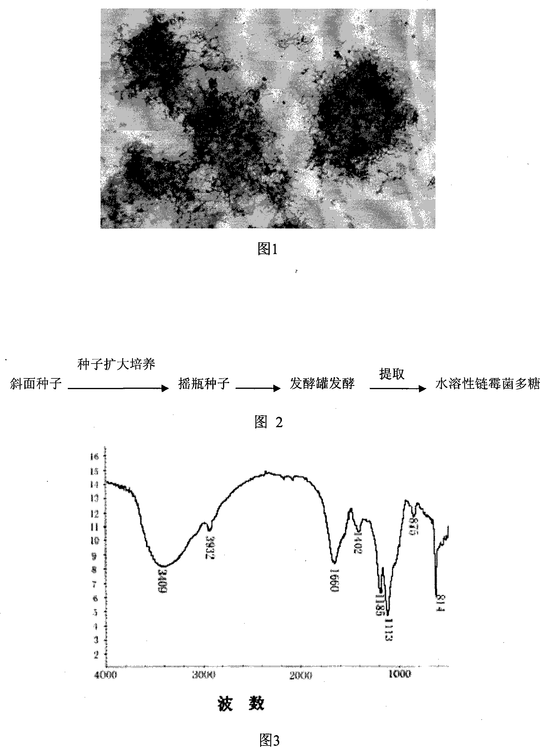 Water-soluble streptomycete polysaccharide and application thereof