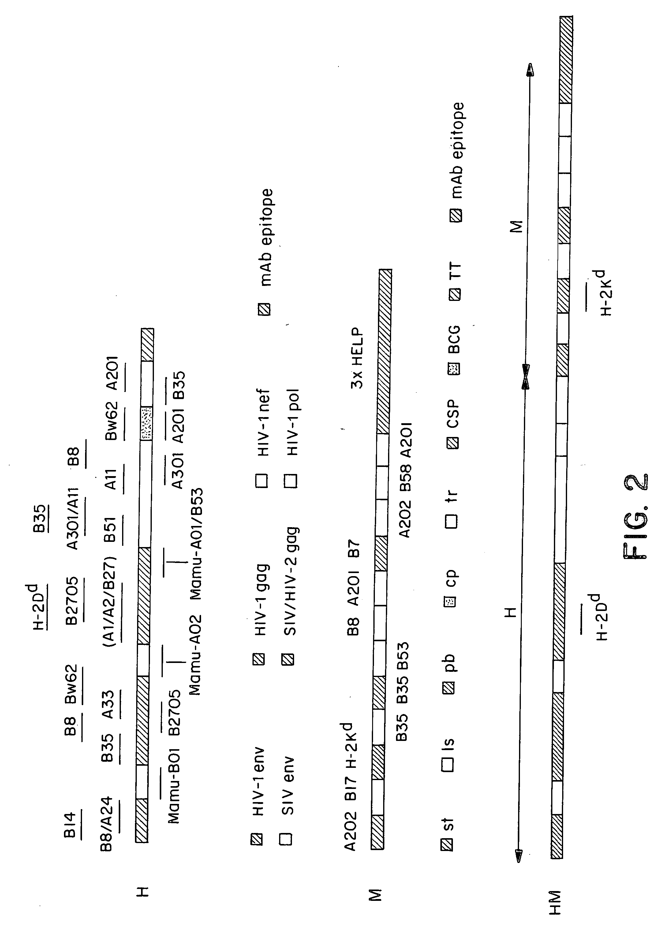 Methods and reagents for vaccination which generate a CD8 T cell immune response