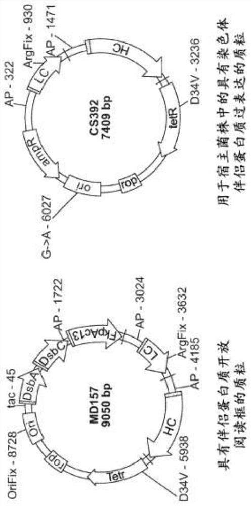 Methods of producing two chain proteins in prokaryotic host cells