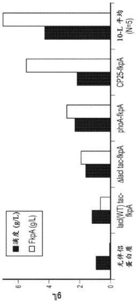 Methods of producing two chain proteins in prokaryotic host cells