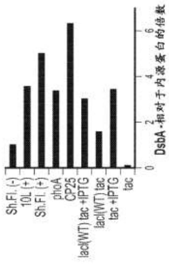 Methods of producing two chain proteins in prokaryotic host cells