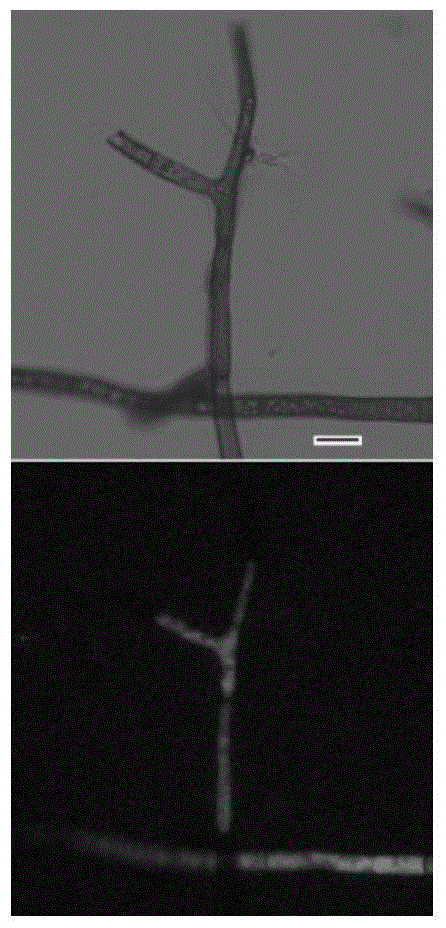 A kind of Agrobacterium-mediated botrytis gene transformation method