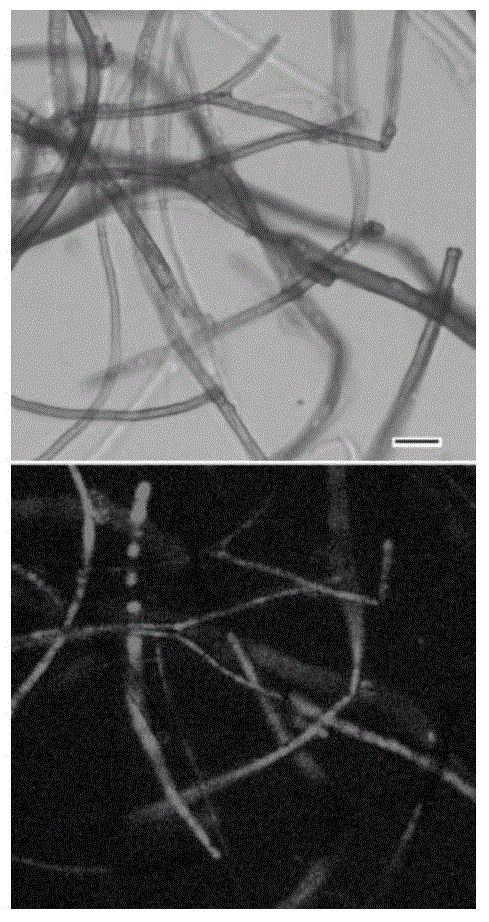 A kind of Agrobacterium-mediated botrytis gene transformation method