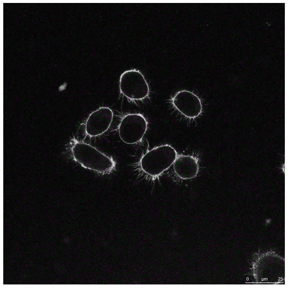 A cell membrane fluorescence imaging reagent based on multi-site anchoring and its preparation method