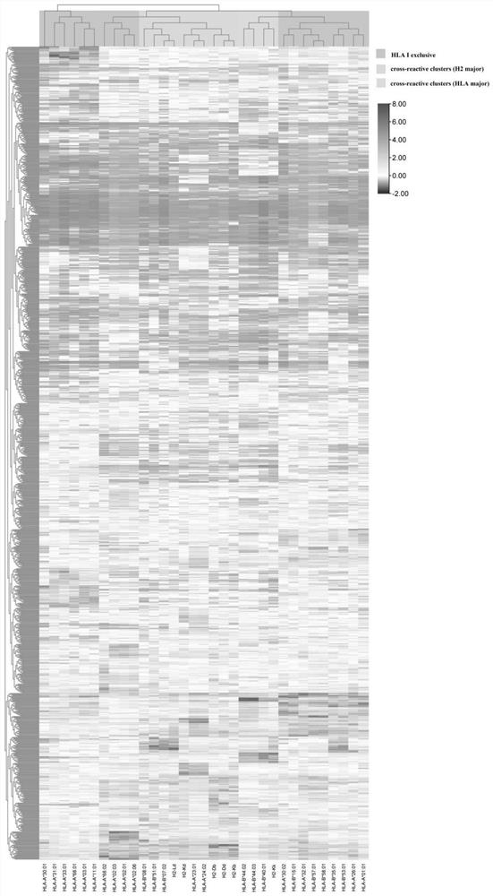 Advanced epitope peptides of hantavirus envelope glycoprotein, and coding gene and application thereof