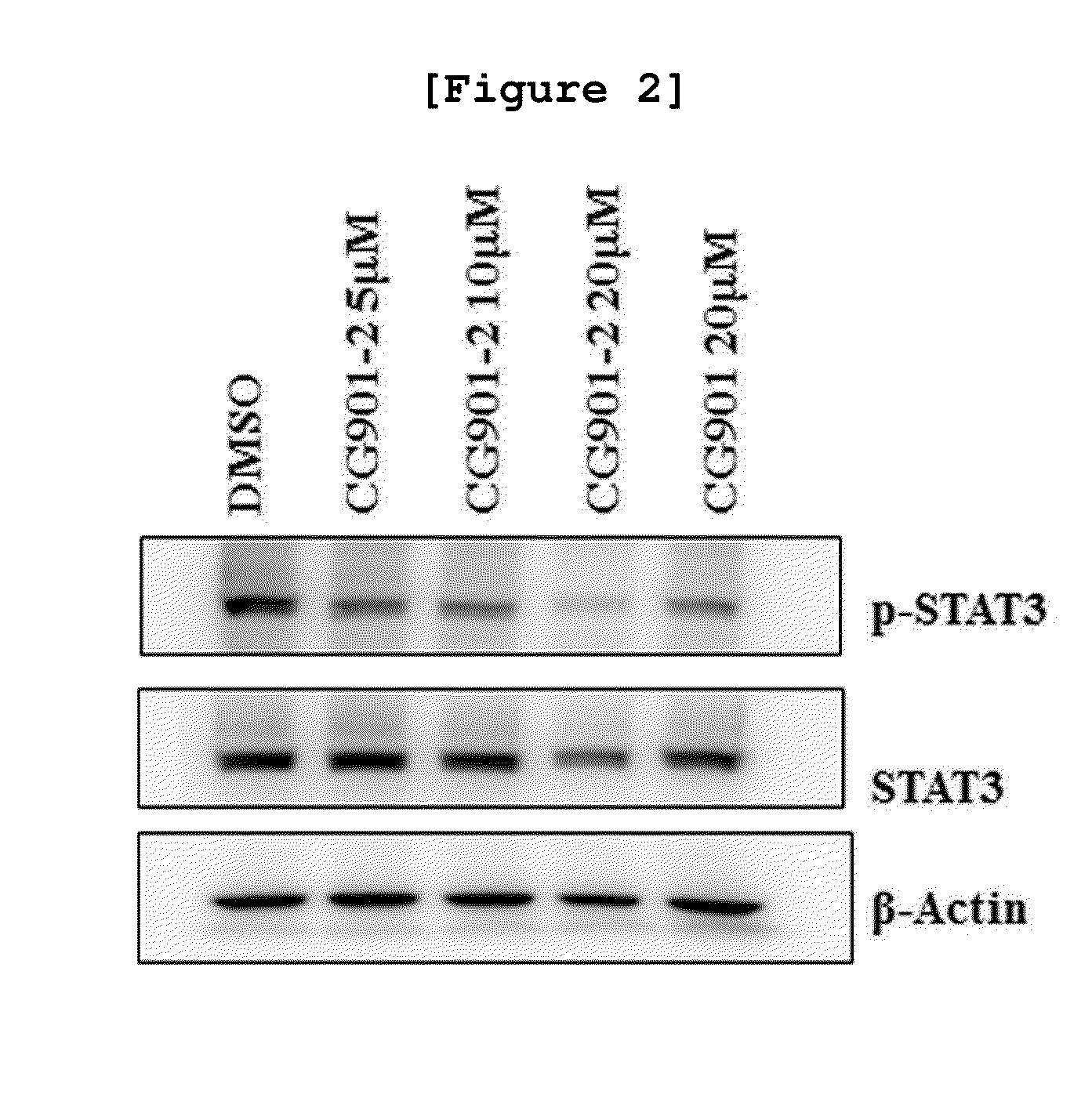 Geranyl flavonoid derivative with improved water solubility, a method for preparing the same, and a method for treating cancer using the same