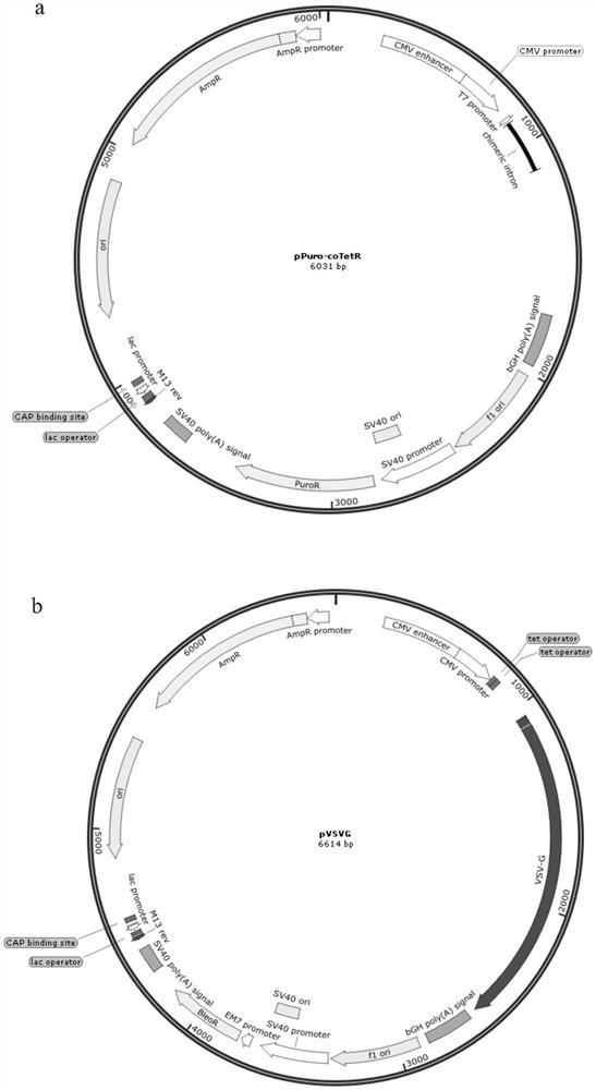 A kind of lentivirus stable packaging cell line and its preparation method
