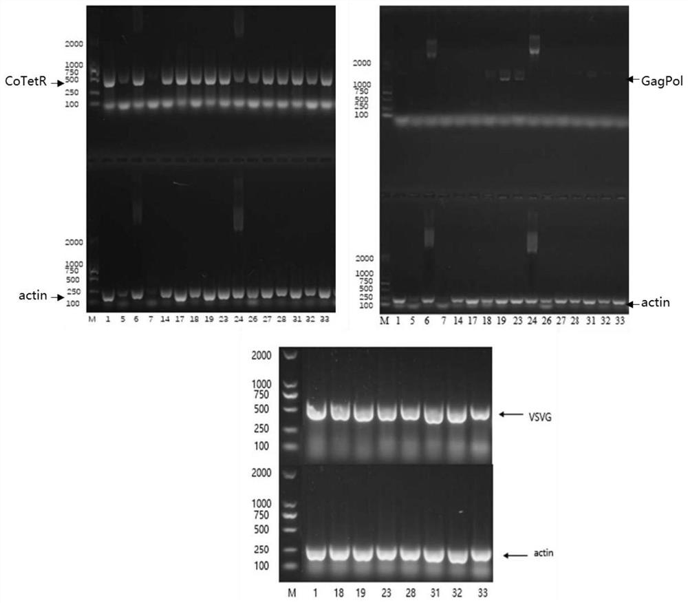 A kind of lentivirus stable packaging cell line and its preparation method