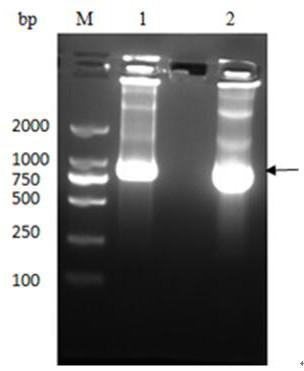Anti-h5n1 virus cell-entry antibody ptd-3f and its application