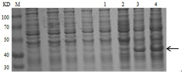 Anti-h5n1 virus cell-entry antibody ptd-3f and its application